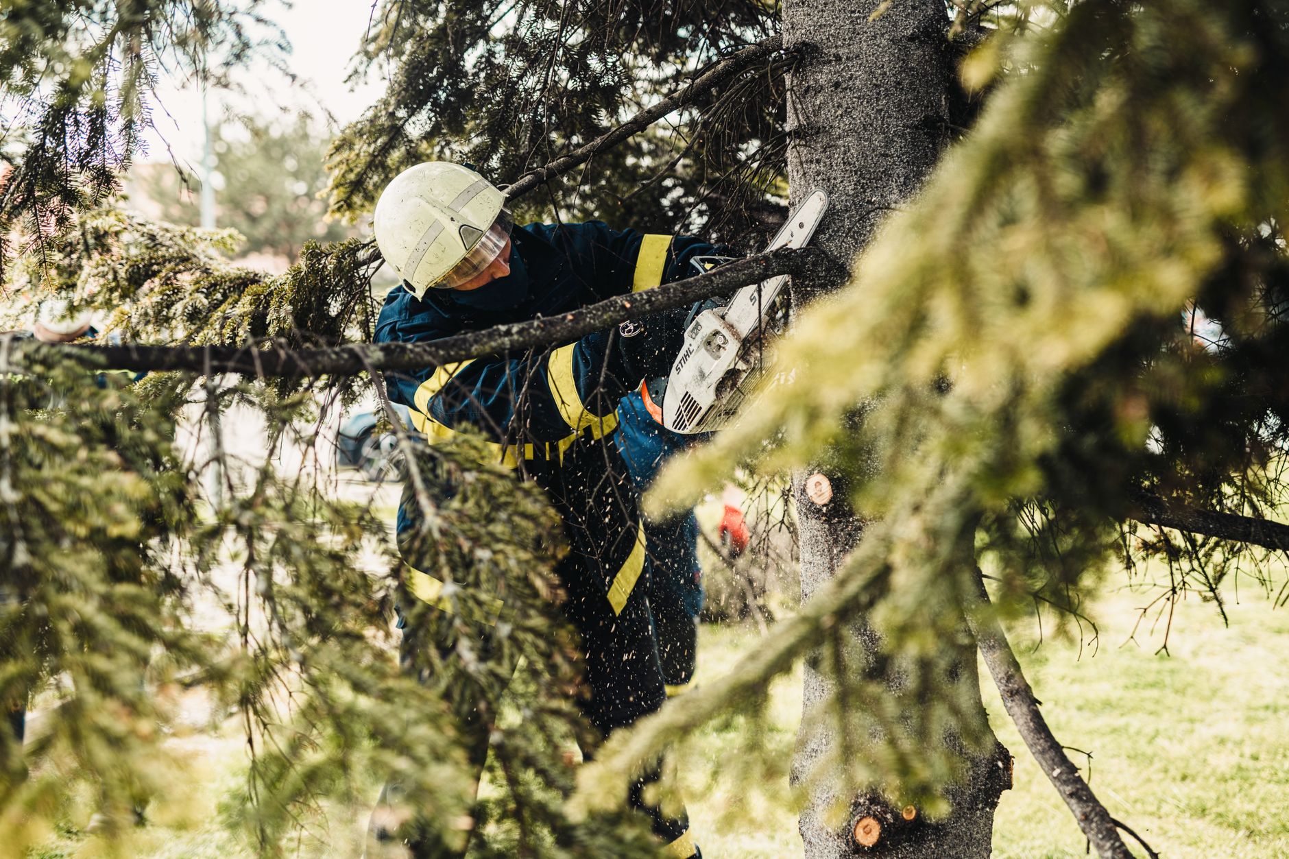 Tree Removal – Marion