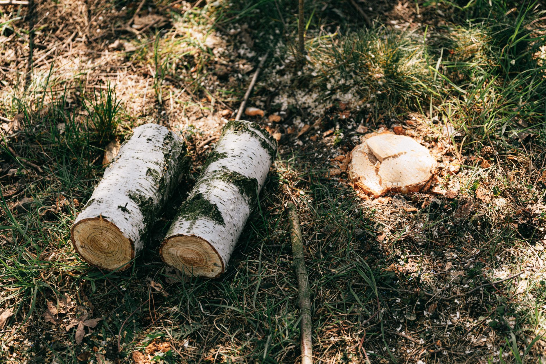 Stump Grinding – Marion